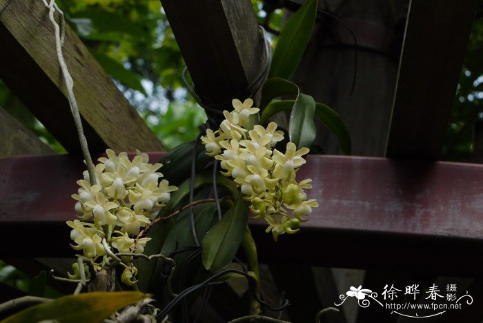 香花指甲兰 Aerides odorata 香花指甲兰 Aerides odorata