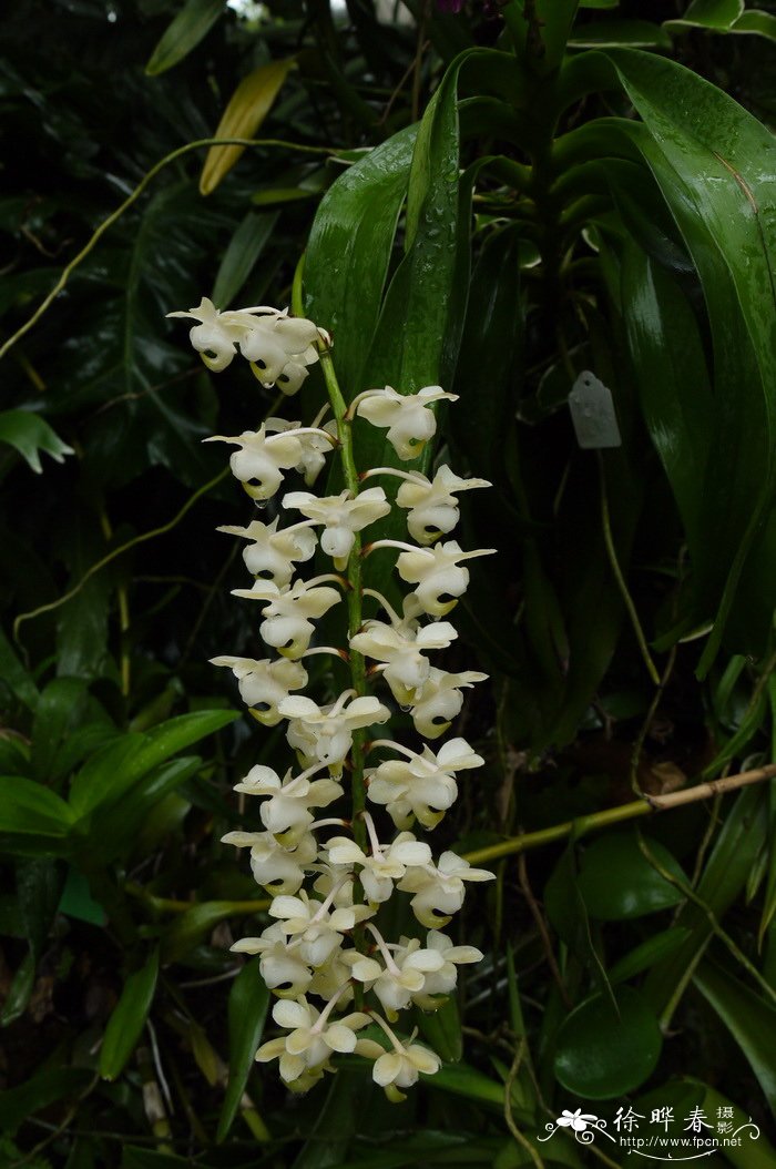 香花指甲兰 Aerides odorata 香花指甲兰 Aerides odorata