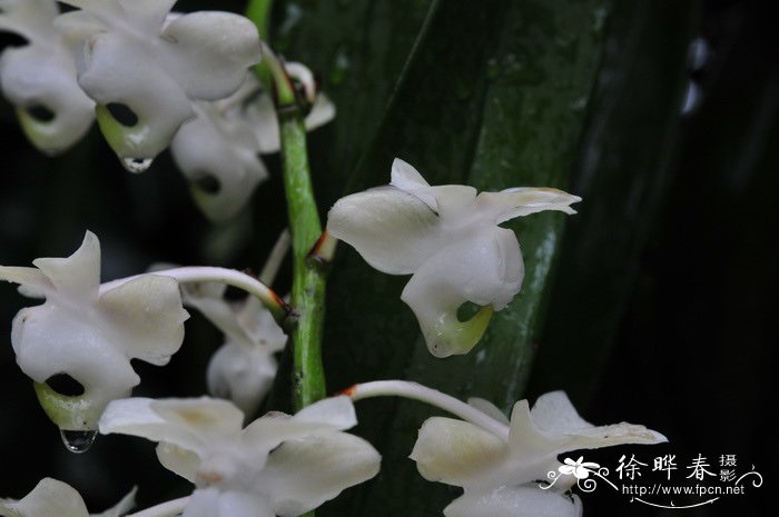 香花指甲兰 Aerides odorata 香花指甲兰 Aerides odorata