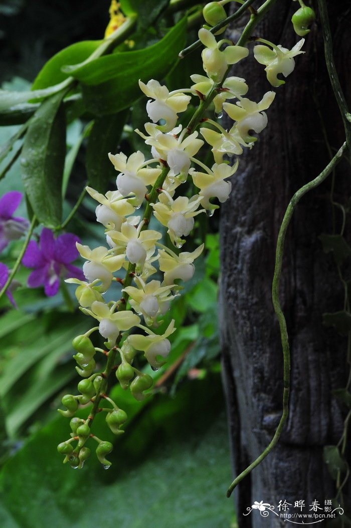 香花指甲兰 Aerides odorata