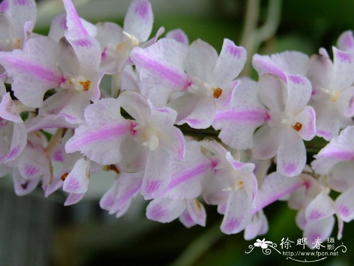 多花指甲兰Aerides rosea 多花指甲兰Aerides rosea