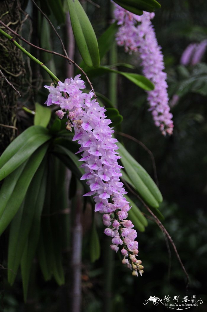 多花指甲兰Aerides rosea