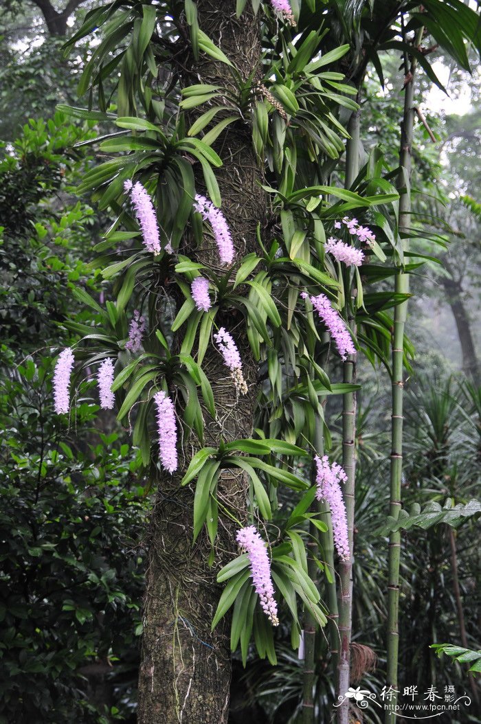 多花指甲兰Aerides rosea