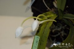 菲律宾风兰Amesiella philippinensis