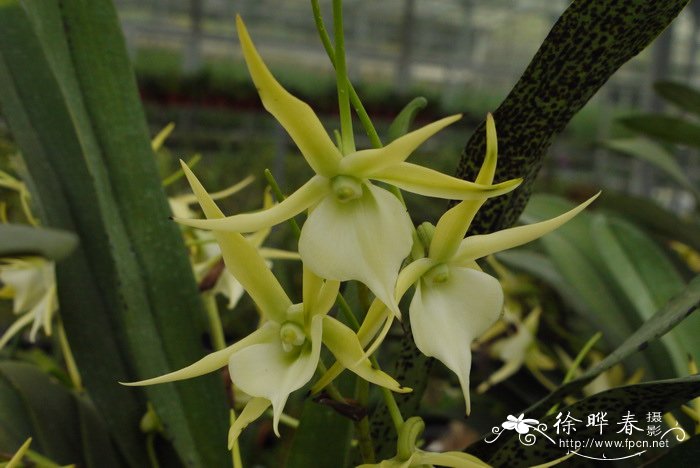 维奇风兰Angraecum Veitchii