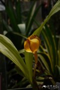 摇篮兰Anguloa clowesii
