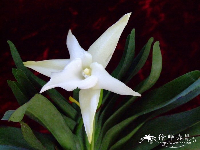 大武夷兰 Angraecum sesquipedale