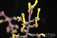 滇越金线兰Anoectochilus chapaensis