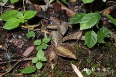 金线兰 Anoectochilus roxburghii