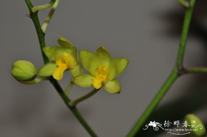 非洲豹纹兰黄花变种Ansellia africana var.alba 非洲豹纹兰黄花变种Ansellia africana var.alba