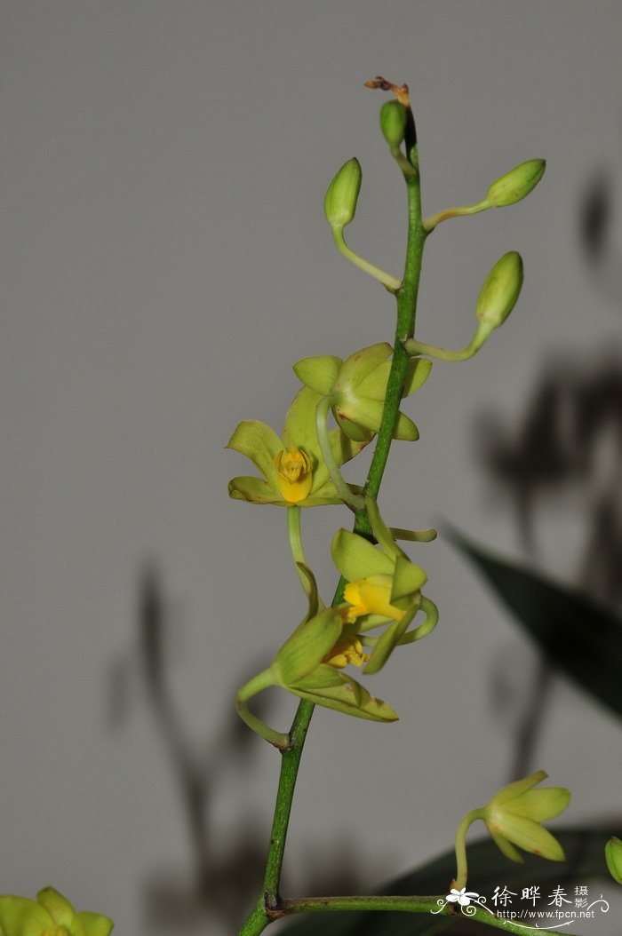 非洲豹纹兰黄花变种Ansellia africana var.alba