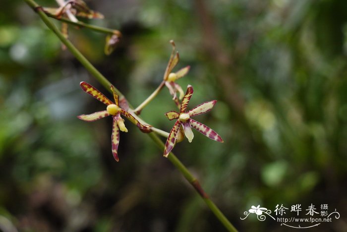 窄唇蜘蛛兰Arachnis labrosa 窄唇蜘蛛兰Arachnis labrosa