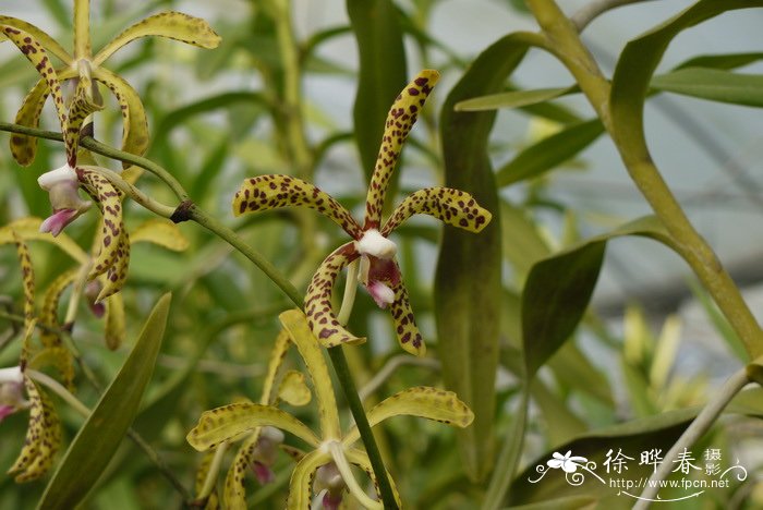 ‘贝莎蜻’蜓兰Aranda Bertha Brega ‘贝莎蜻’蜓兰Aranda Bertha Brega