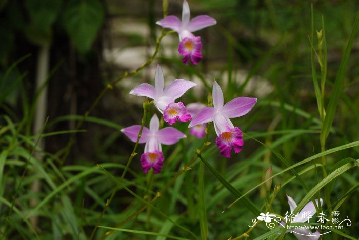 竹叶兰 Arundina graminifolia 竹叶兰 Arundina graminifolia