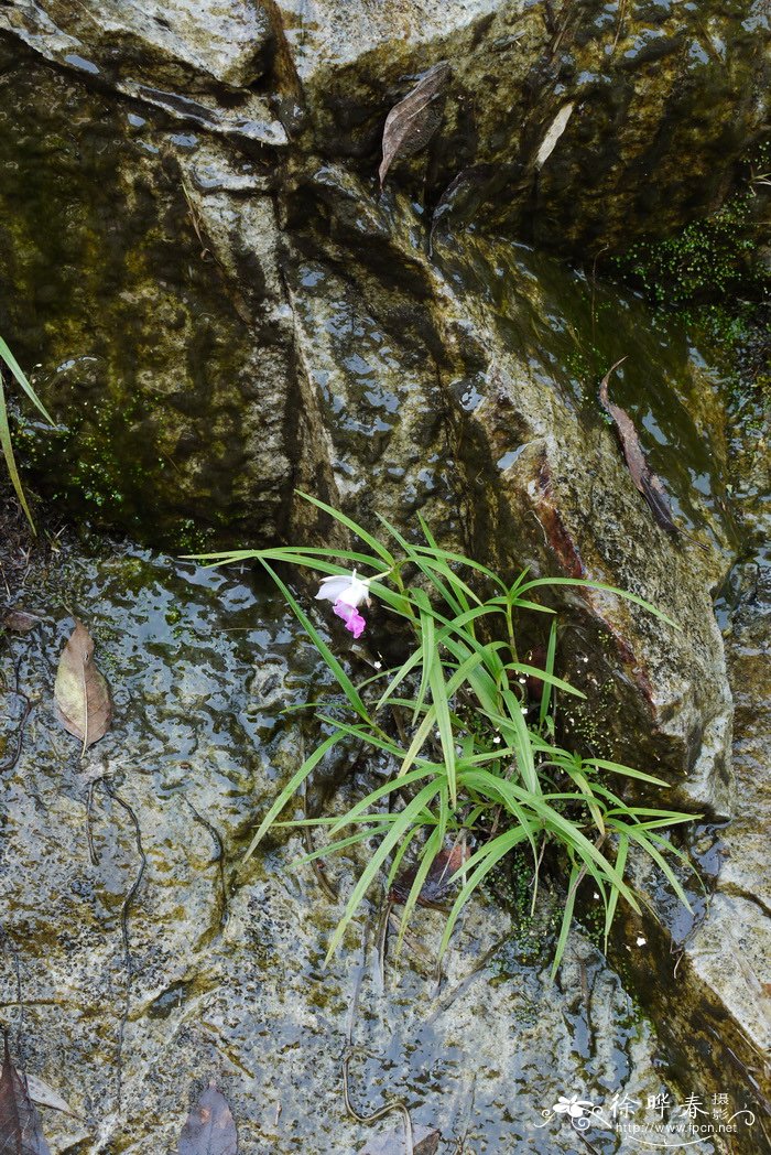 竹叶兰 Arundina graminifolia 竹叶兰 Arundina graminifolia