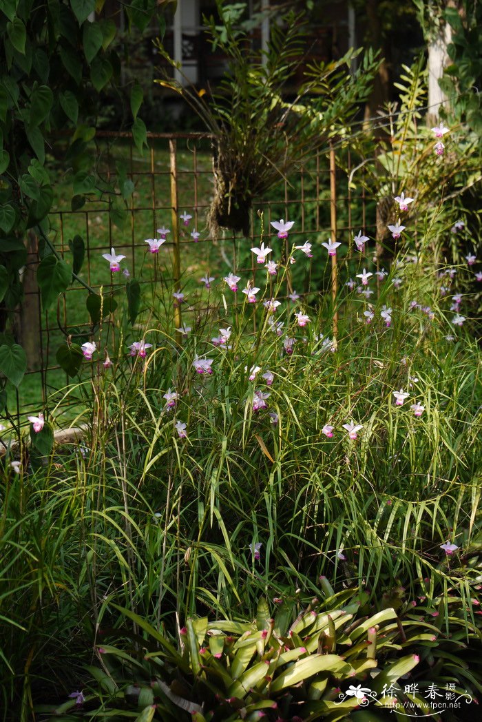 竹叶兰 Arundina graminifolia