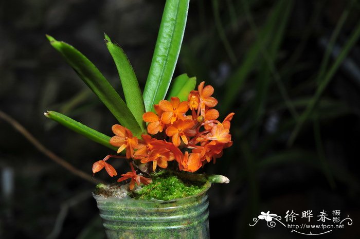 鸟舌兰 Ascocentrum ampullaceum 鸟舌兰 Ascocentrum ampullaceum