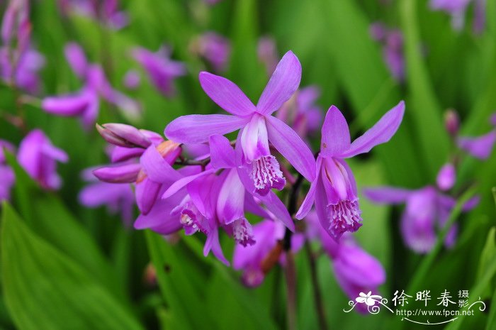 白及 Bletilla striata