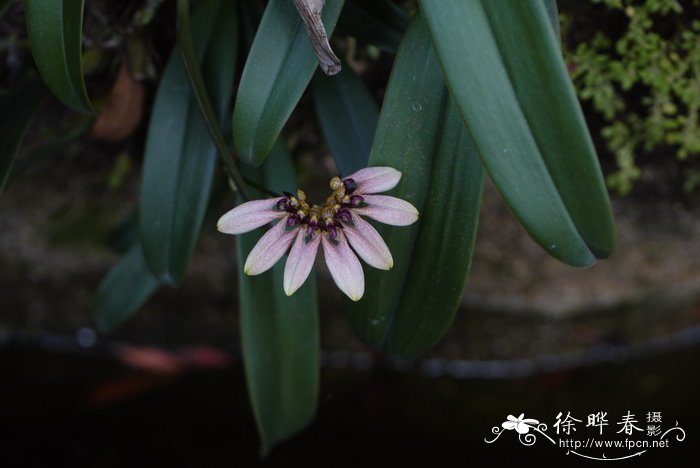 梳帽卷瓣兰Bulbophyllum andersonii