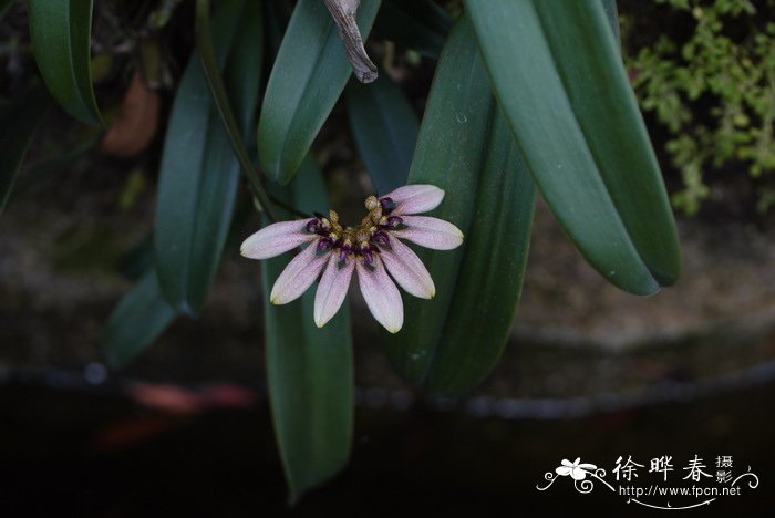 梳帽卷瓣兰Bulbophyllum andersonii 梳帽卷瓣兰Bulbophyllum andersonii