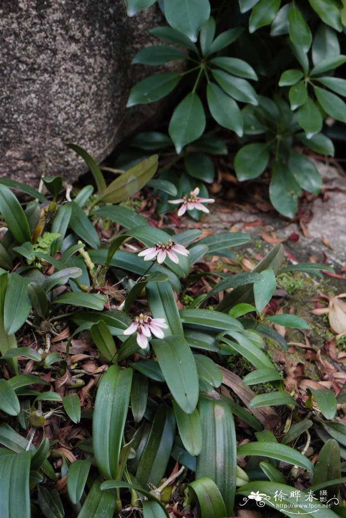 梳帽卷瓣兰Bulbophyllum andersonii