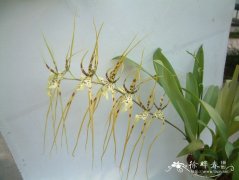疣点长萼兰 Brassia verrucosa