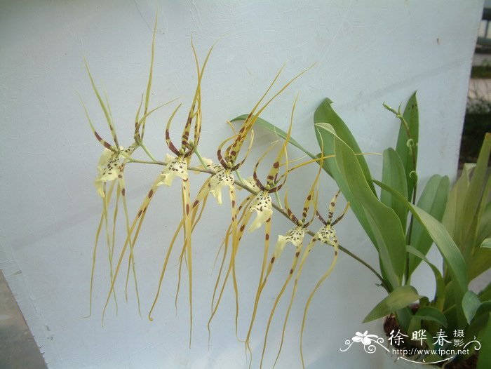 疣点长萼兰 Brassia verrucosa 疣点长萼兰 Brassia verrucosa