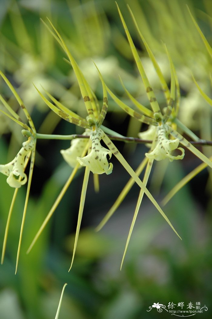 疣点长萼兰 Brassia verrucosa