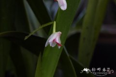 芳香石豆兰 Bulbophyllum ambrosia