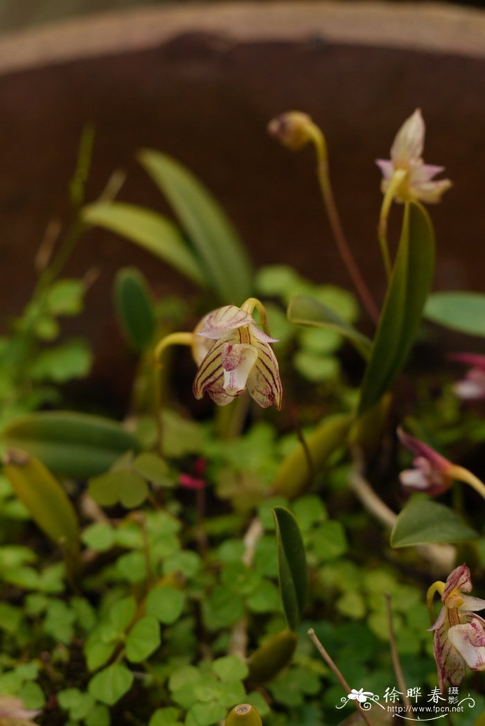 芳香石豆兰 Bulbophyllum ambrosia