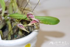 蟑螂石豆兰Bulbophyllum blumei