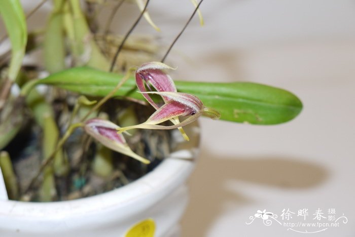 蟑螂石豆兰Bulbophyllum blumei