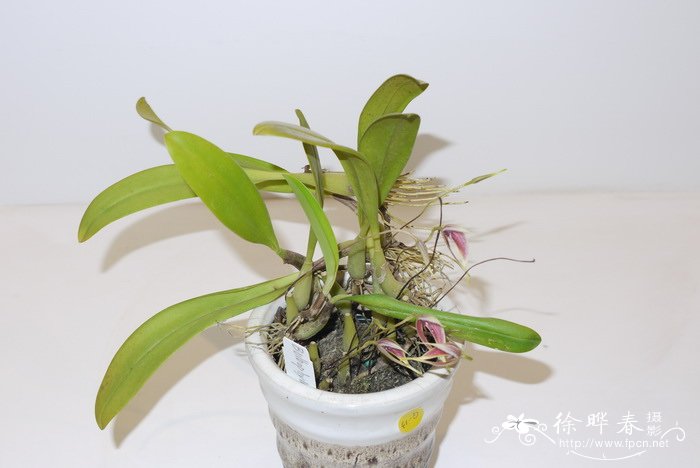 蟑螂石豆兰Bulbophyllum blumei