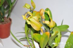 鹅豆兰Bulbophyllum grandiflorum