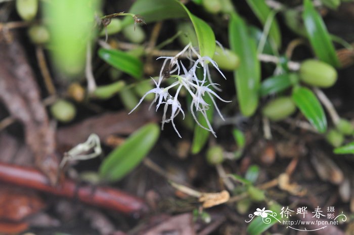 广东石豆兰 Bulbophyllum kwangtungense