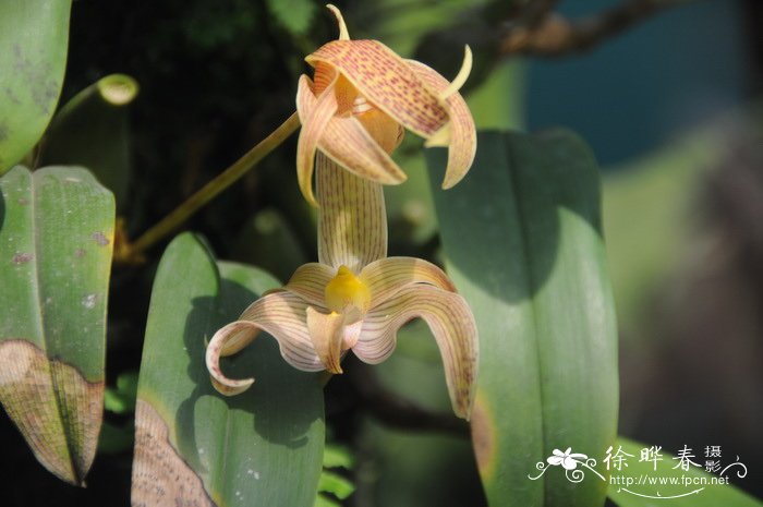 罗比石豆兰 Bulbophyllum lobbii