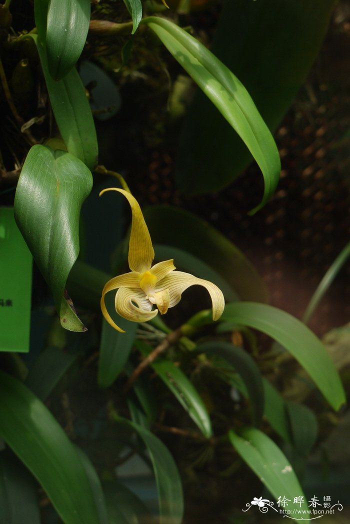 罗比石豆兰 Bulbophyllum lobbii