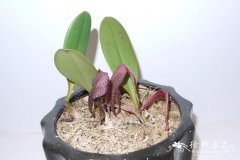 长红蝉Bulbophyllum longisepalum