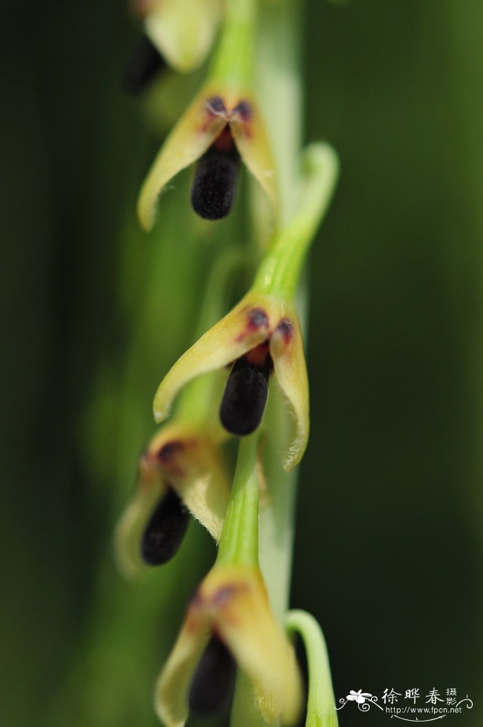 钩梗石豆兰 Bulbophyllum nigrescens