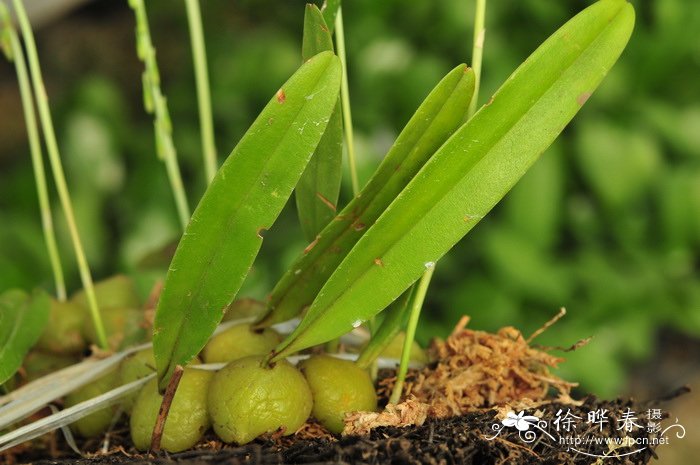 钩梗石豆兰 Bulbophyllum nigrescens