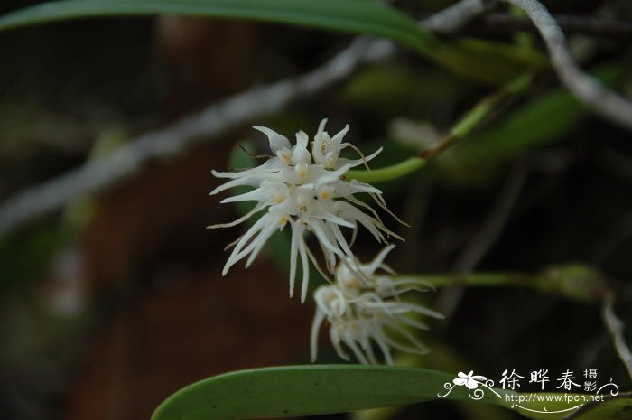 密花石豆兰Bulbophyllum odoratissimum 密花石豆兰Bulbophyllum odoratissimum