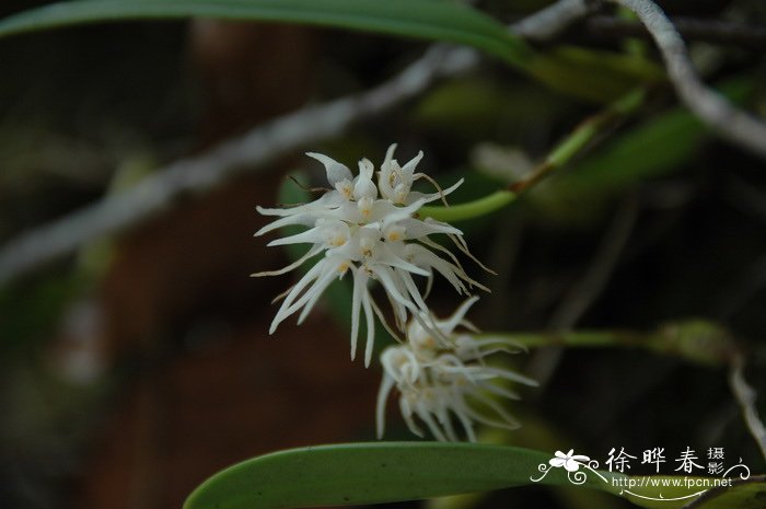 密花石豆兰Bulbophyllum odoratissimum