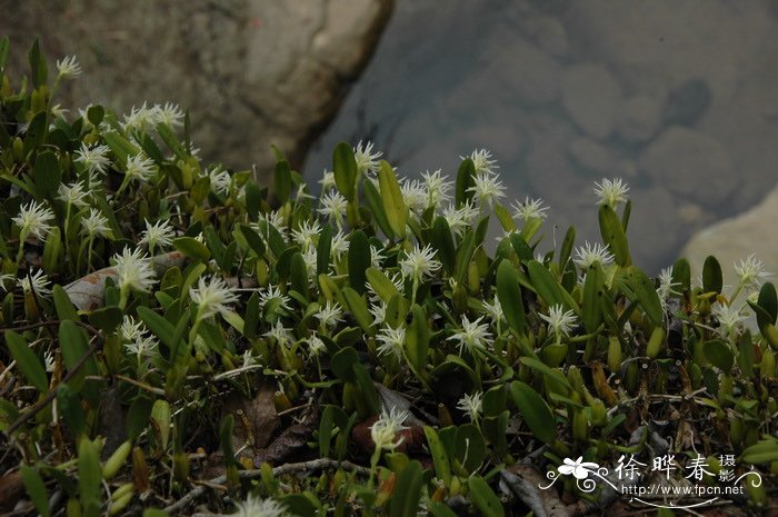 密花石豆兰Bulbophyllum odoratissimum