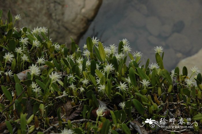 密花石豆兰Bulbophyllum odoratissimum 密花石豆兰Bulbophyllum odoratissimum