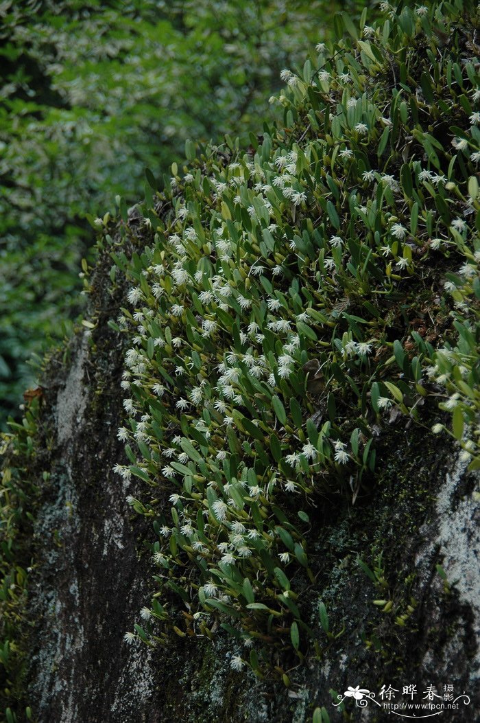 密花石豆兰Bulbophyllum odoratissimum