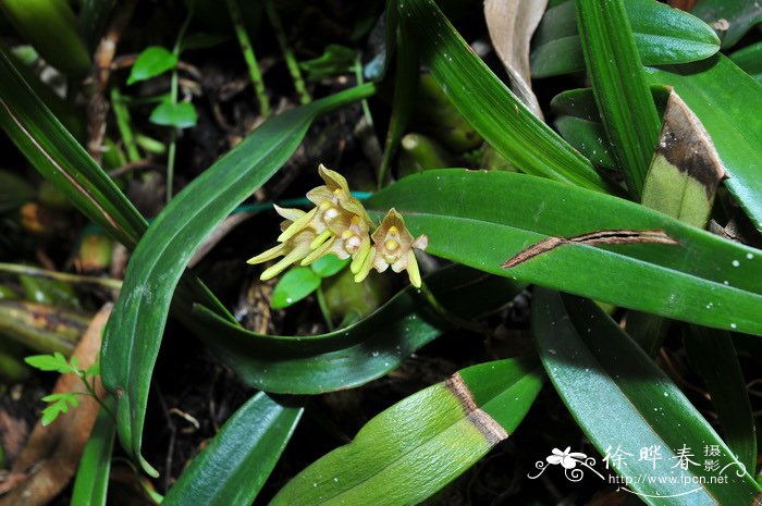 伞花卷瓣兰Bulbophyllum umbellatum 伞花卷瓣兰Bulbophyllum umbellatum
