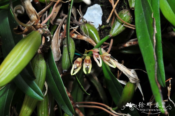 伞花卷瓣兰Bulbophyllum umbellatum