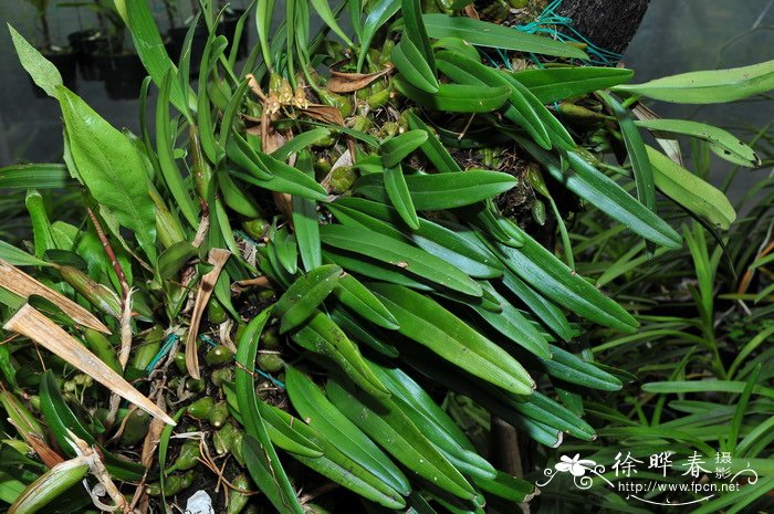 伞花卷瓣兰Bulbophyllum umbellatum