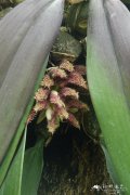领带兰 Bulbophyllum phalaenopsis