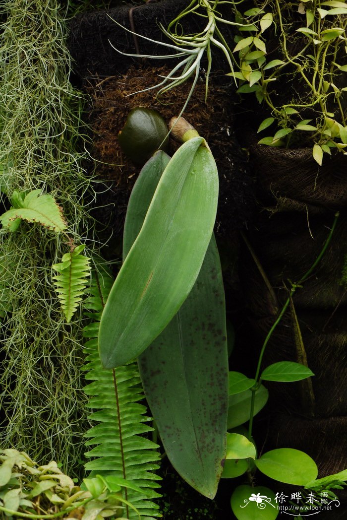 领带兰 Bulbophyllum phalaenopsis